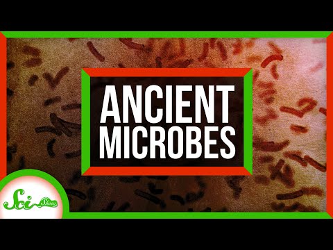 Bizarre Bacteria: 10 Unbelievable Facts You Won't Believe - RankedFacts.com